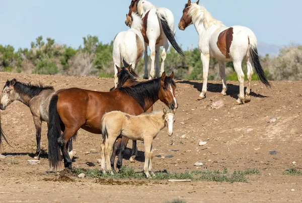 Kuda Liar Kuda Betina Dan Foal Lucu Gurun Utah — Stok Foto
