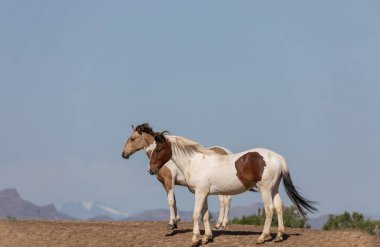 ilkbaharda Utah çölünde güzel vahşi atlar