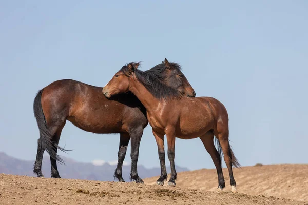 Hermosos Caballos Salvajes Desierto Utah Primavera — Foto de Stock