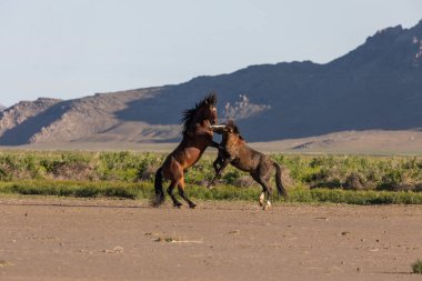 Uta çölünde savaşan bir çift vahşi at.
