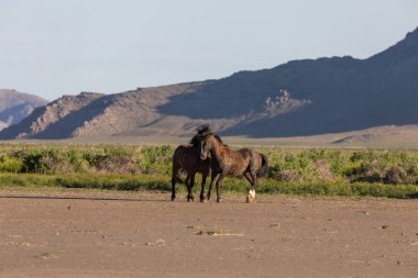 Uta çölünde savaşan bir çift vahşi at.