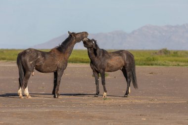 Uta çölünde savaşan bir çift vahşi at.