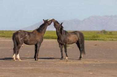 Uta çölünde savaşan bir çift vahşi at.