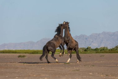Uta çölünde savaşan bir çift vahşi at.