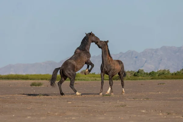 Par Sementales Caballos Salvajes Luchando Desierto Utah —  Fotos de Stock