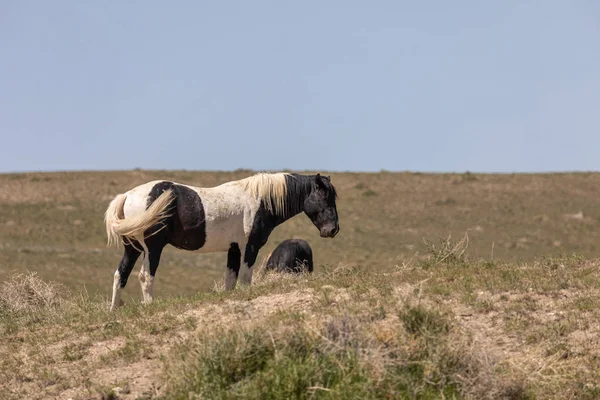 Belo Cavalo Selvagem Primavera Sobremesa Utah — Fotografia de Stock