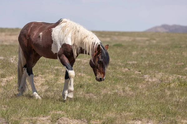 Ein Schönes Wildpferd Frühling Der Wüste Utah — Stockfoto