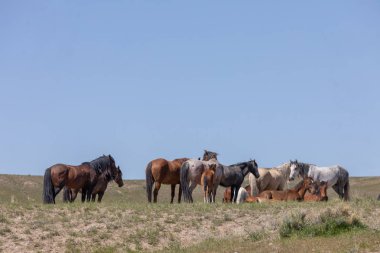 Utah Çölü'nde güzel Vahşi atlar