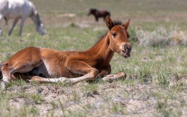 Baharda Utah çölünde şirin bir at yavrusu.
