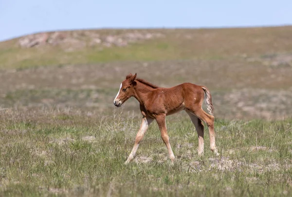 Lindo Potro Caballo Salvaje Desierto Utah Primavera —  Fotos de Stock