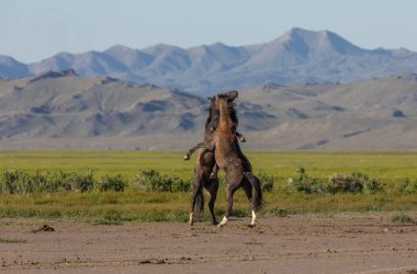 Baharda Utah çölünde savaşan bir çift vahşi at.