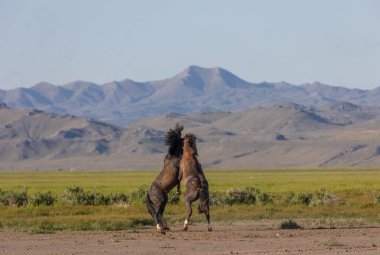 Baharda Utah çölünde savaşan bir çift vahşi at.