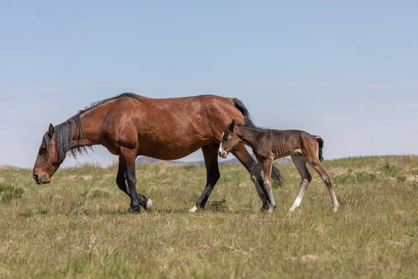 Wild Horse Mare Foal Spring Utah Desert — Stock Photo, Image