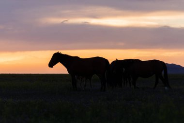 Utah çölünde gün batımında vahşi atlar silueti oluşturuldu.