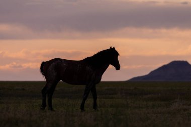 Utah çölünde gün batımında vahşi at silueti.