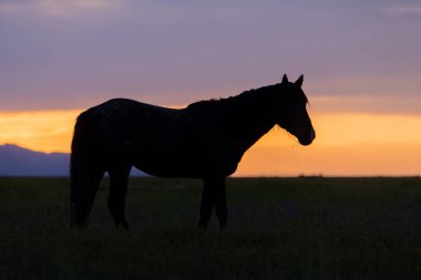 Utah çölünde gün batımında vahşi at silueti.