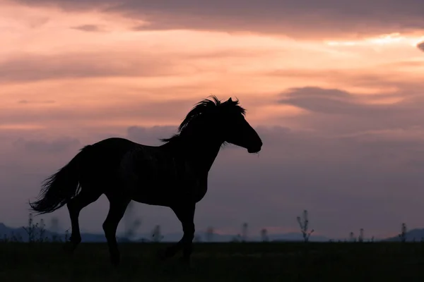 Caballo Salvaje Silueta Atardecer Desierto Utah — Foto de Stock