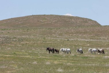 Baharda Utah çölünde güzel vahşi atlar