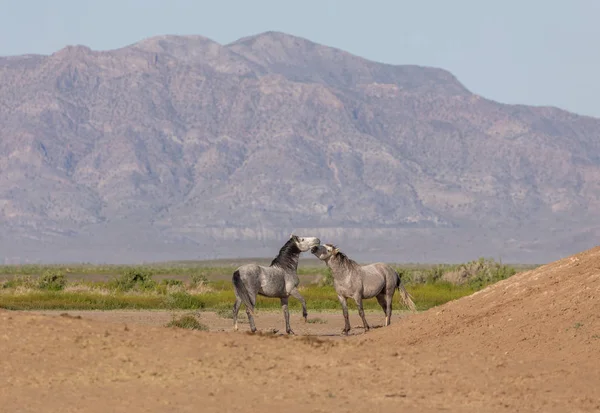 Красивые Дикие Лошади Весной Пустыне Юта — стоковое фото