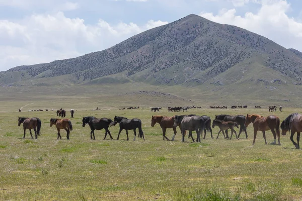 beautiful wild horses in spring in the Utah desert