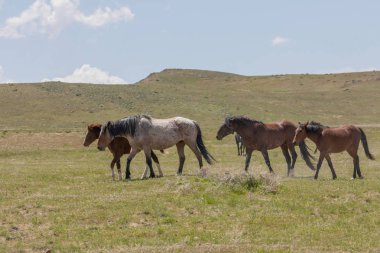 Baharda Utah çölünde güzel vahşi atlar