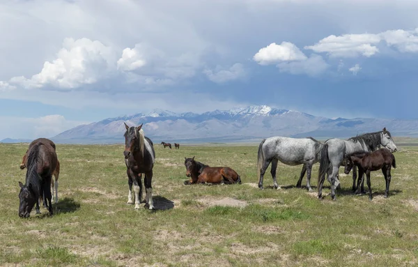 beautiful wild horses in spring in the Utah desert