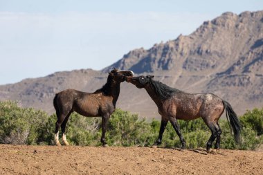 Uta çölünde savaşan bir çift vahşi at.