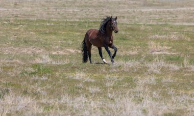 Utah çölünde güzel vahşi bir at.
