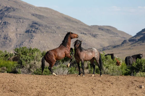 Pair Wild Horse Stallions Fighting Utah Desert — Stock Photo, Image