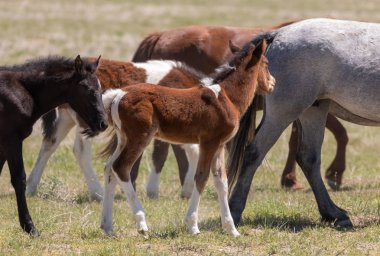 Baharda Utah çölünde şirin bir at yavrusu.