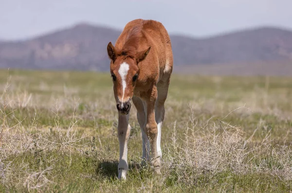 Cute Wild Horse Foal Utah Desert Spring — Stock Photo, Image