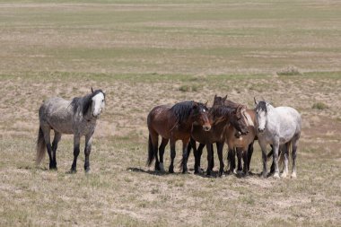 Baharda Utah çölünde güzel vahşi atlar