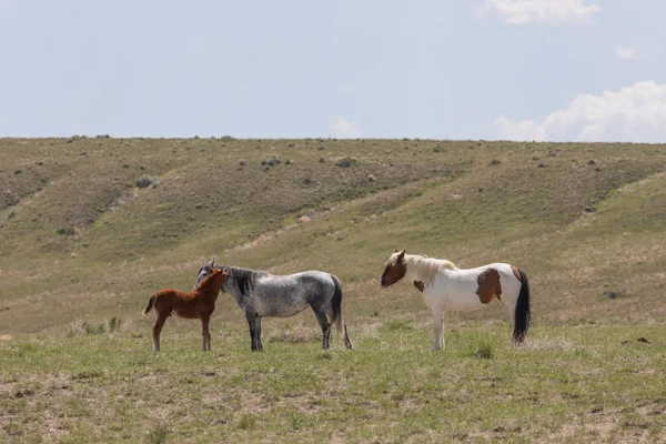 beautiful wild horses in spring in the Utah desert