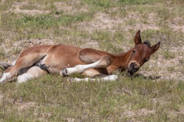 Utah çölünde şirin bir at yavrusu.