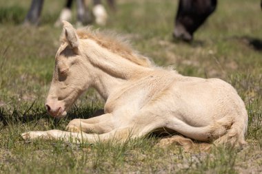 Utah çölünde şirin bir at yavrusu.