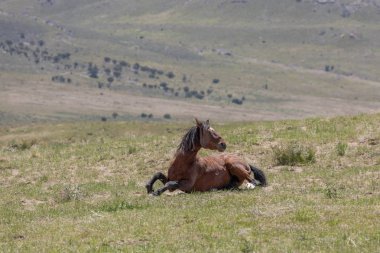 Utah çölünde güzel vahşi bir at.