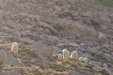 Mountain Evans Colorado yaz aylarında dağ keçileri