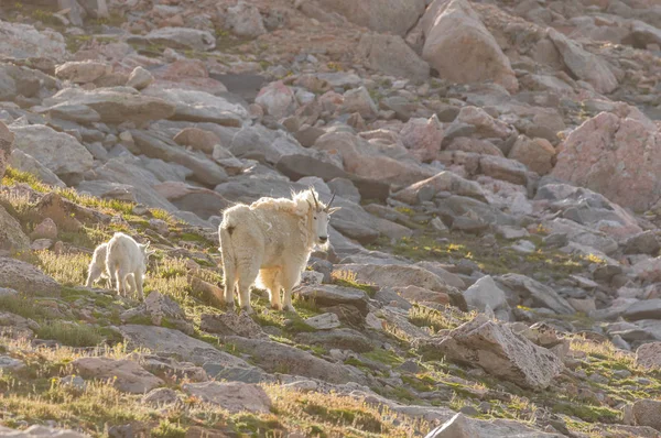 山山羊在夏天的埃文斯山科罗拉多 — 图库照片