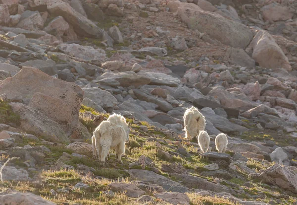 Mountain Evans Colorado Yaz Aylarında Dağ Keçileri — Stok fotoğraf