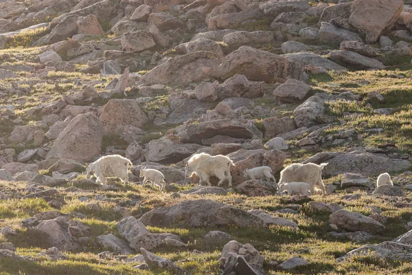 山山羊在夏天的埃文斯山科罗拉多 — 图库照片