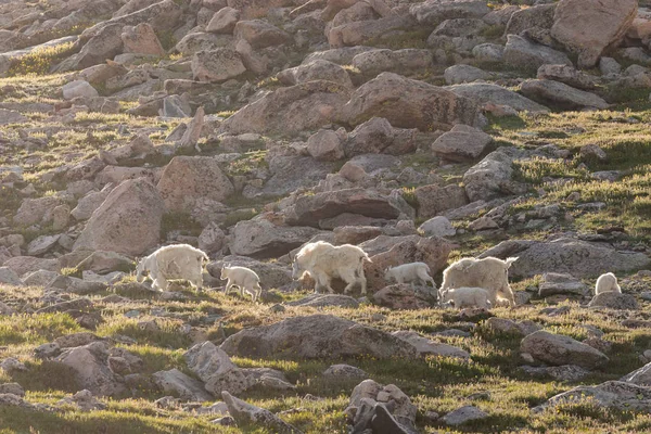 Mountain Goats Summer Mountain Evans Colorado — Stock Photo, Image