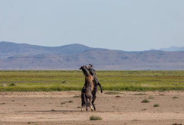 Uta çölünde savaşan bir çift vahşi at.