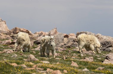 yazın Evans Colorado Mount dağ keçi