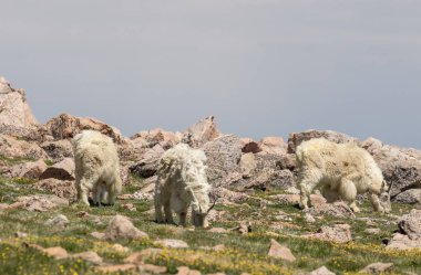 yazın Evans Colorado Mount dağ keçi