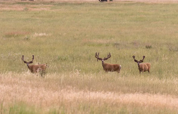 Ciervos Mula Grandes Terciopelo Colorado — Foto de Stock