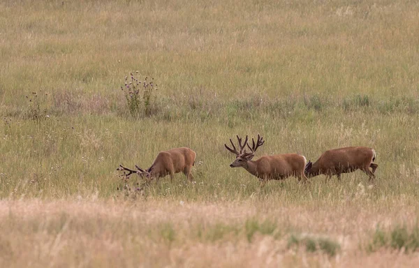 Gros Cerfs Mulets Velours Dans Colorado — Photo