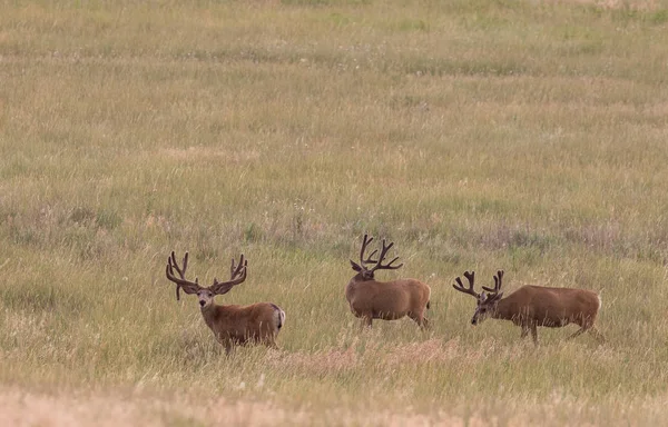 Gros Cerfs Mulets Velours Dans Colorado — Photo