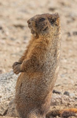 Yaz aylarında sevimli sarı karınlı Marmot