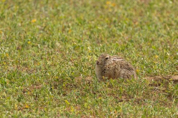 Een Schattig Cottontail Konijn — Stockfoto