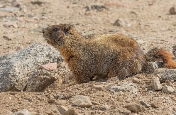 Söt Gul Bellied Marmot Sommaren — Stockfoto